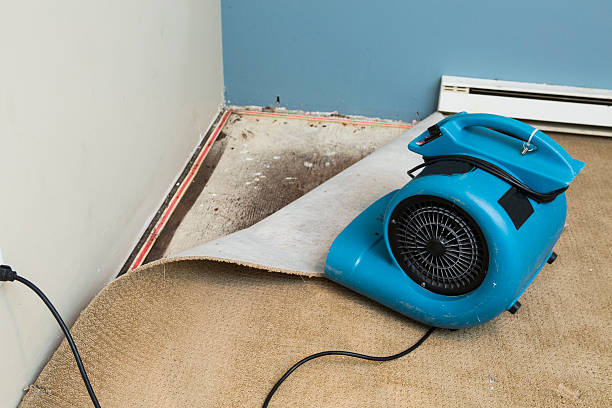 Best Water damage contractors near me  in Williamsport, OH